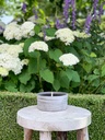 Round choco aged terracotta pot - Ø 18 x 9cm - colour wax - 1 ext. cot. - p/4